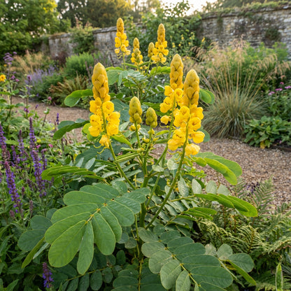 Yellow Candlestick Flower Seeds Planting