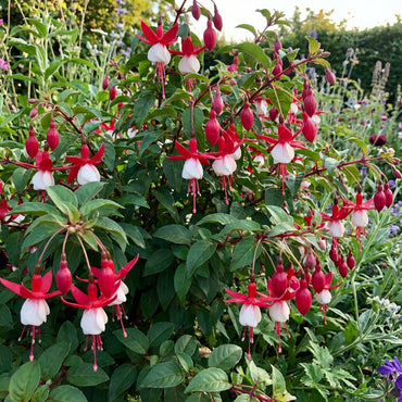 Semillas de flores de fucsia roja y blanca