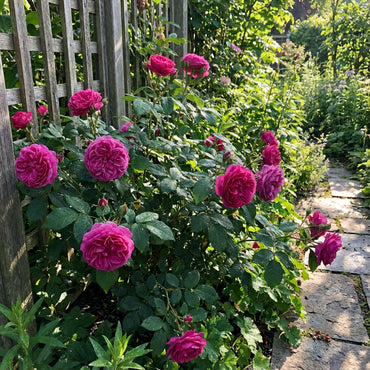 Rosenbusch Flower Seeds for Planting  Beautiful Blossoms for Your Garden