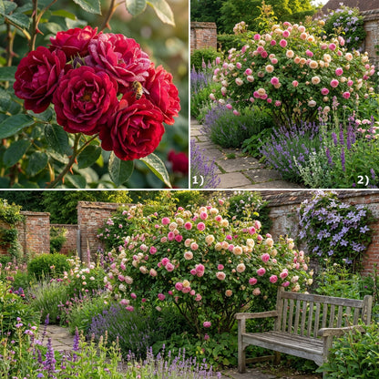 Rosenbusch Flower Seeds for Planting  Beautiful Blossoms for Your Garden