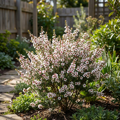 Manuka Flower Seeds: Essential Planting Guide for Thriving Growth