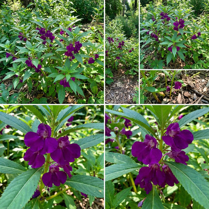 Purple Balsamine Planting Seeds  Bring Summer Blooms to Life