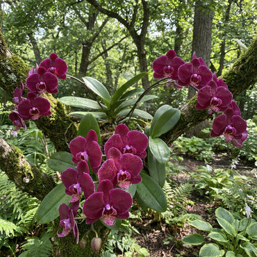 Butterfly Orchids Maroon Flower Seeds for Planting