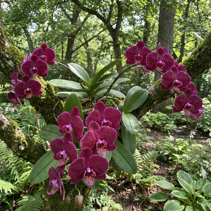 Butterfly Orchids Maroon Flower Seeds for Planting