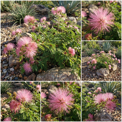 Calliandra Eriophylla Pink Seeds for Planting  Desert Fairy Duster