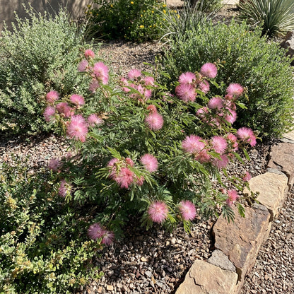 Calliandra Eriophylla Pink Seeds for Planting  Desert Fairy Duster