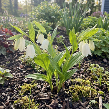 Bell Orchid White Flower Seeds - Easy Planting Instructions | Garden Seeds