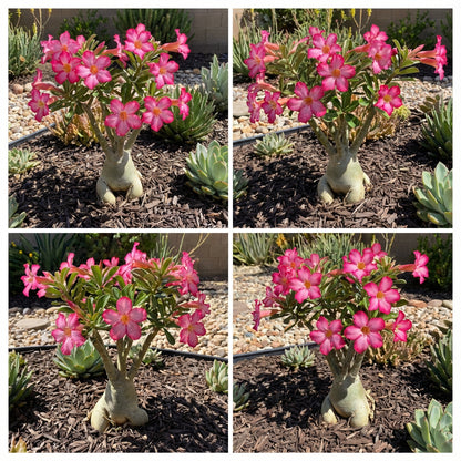 Adenium Arabicum Seeds: Comprehensive Planting Guide