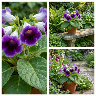 Sinningia Gloxinia Flower Seeds for Vibrant Indoor and Outdoor Blooms