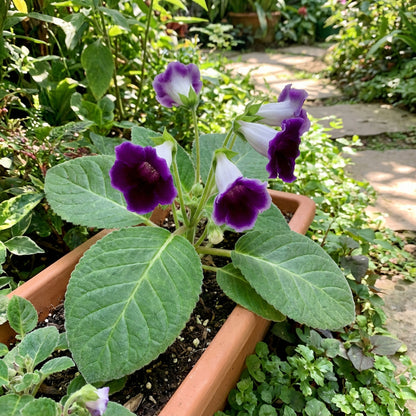 Sinningia Gloxinia Flower Seeds for Vibrant Indoor and Outdoor Blooms