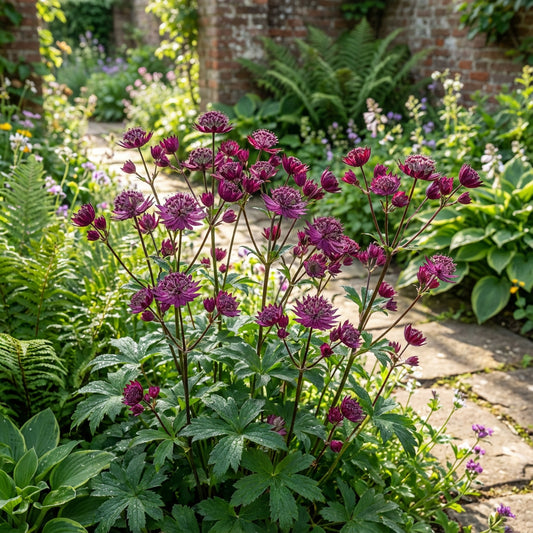 Purple Astrantia Flower Seeds for Planting