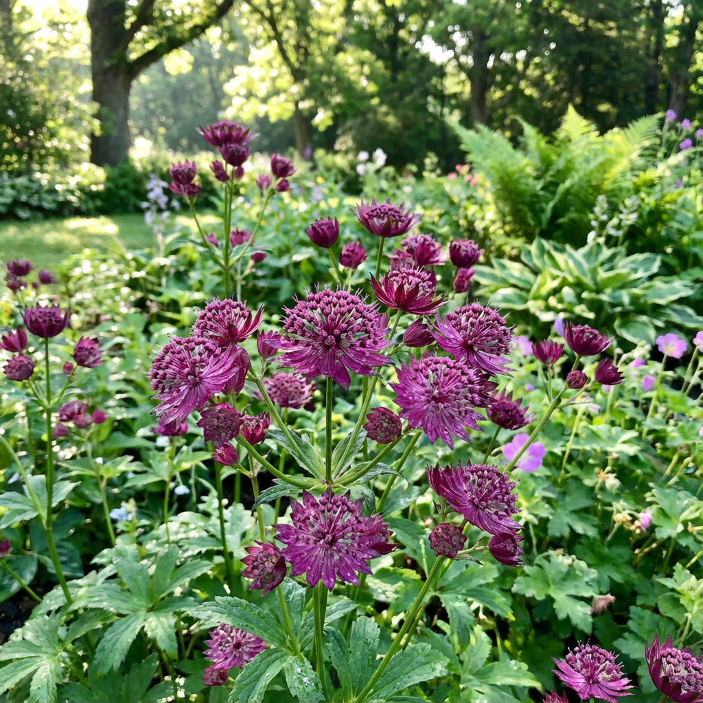 Purple Astrantia Flower Seeds for Planting