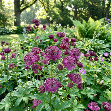 Purple Astrantia Flower Seeds for Planting