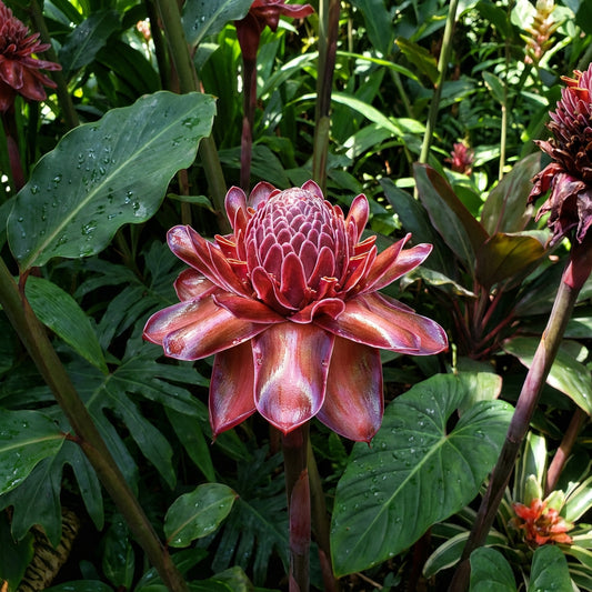 Iridescent Red Torch Ginger Flower Seeds for Easy Planting