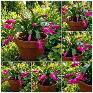 Zygocactus Truncatus Dark Pink Flower Seeds for Planting in Gardens - Easy to Grow Flowering Cactus Seeds