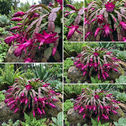 Zygocactus Truncatus Dark Pink Flower Seeds for Planting in Gardens - Easy to Grow Flowering Cactus Seeds