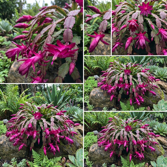 Zygocactus Truncatus Dark Pink Flower Seeds for Planting in Gardens - Easy to Grow Flowering Cactus Seeds