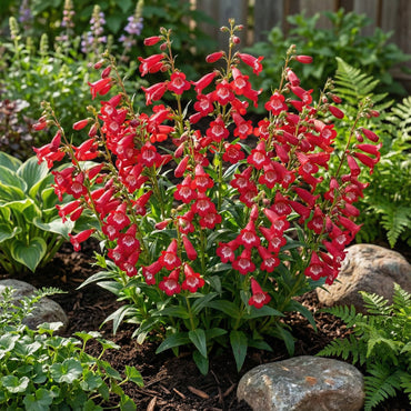 Red Penstemon Scarlet Flower Seeds Planting