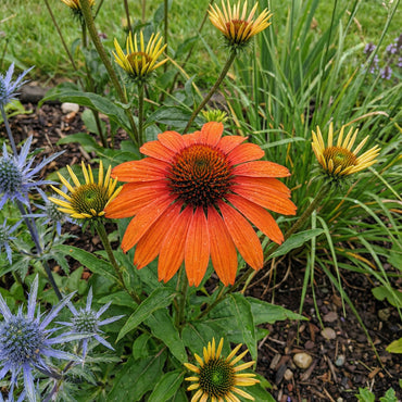 Echinacea Seeds Planting Instructions for Thriving Flowers