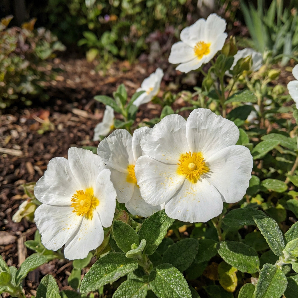 Salviifolius Cream Yellow Flower Seeds for Planting
