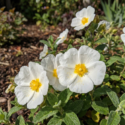Salviifolius Cream Yellow Flower Seeds for Planting