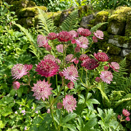 Astrantia Planting Seeds - Grow Stunning Blooms