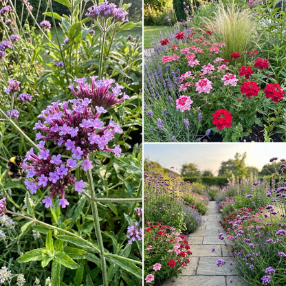 Verbena Flower Seeds for Planting