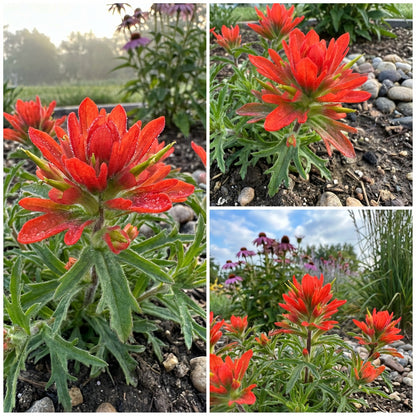 Castilleja Miniata Seeds for Easy Planting