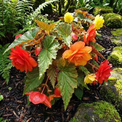 Begonia Flower Seeds - Easy Planting for Stunning Blooms