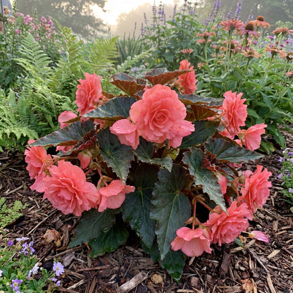 Begonia Flower Seeds - Easy Planting for Stunning Blooms