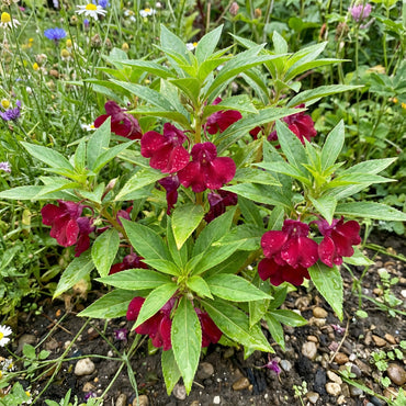 Balsamine Flower Seeds (Red) for Garden Planting
