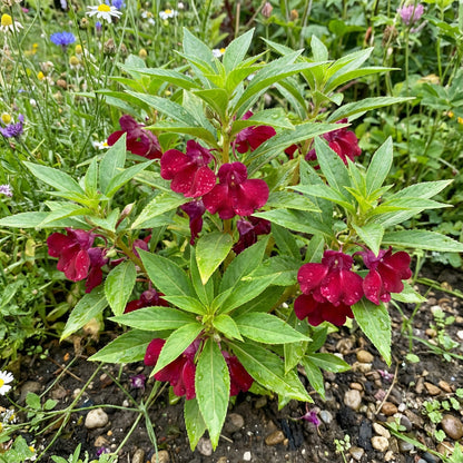 Balsamine Flower Seeds (Red) for Garden Planting