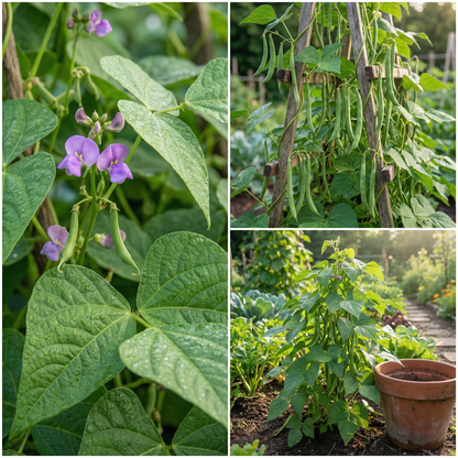 Green Bean Seeds for Home Gardening – Easy to Grow, High Yield Plants