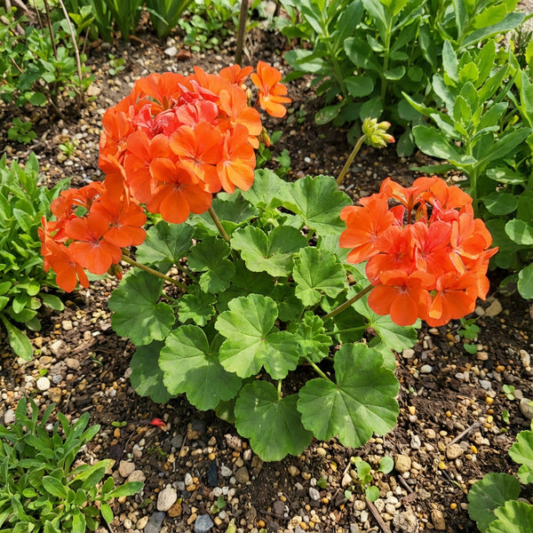 簡単に植えられるオレンジゼラニウムの花の種を購入する – Pure Asia Seeds