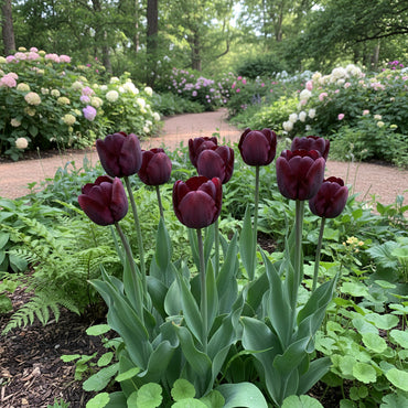 Dark Purple Tulip Flower Seeds for Vibrant Garden Planting and Stunning Spring Blooms