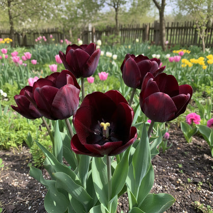 Dark Purple Tulip Flower Seeds for Vibrant Garden Planting and Stunning Spring Blooms