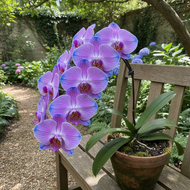Blue and Pink Orchid Flower Seeds for Easy Planting
