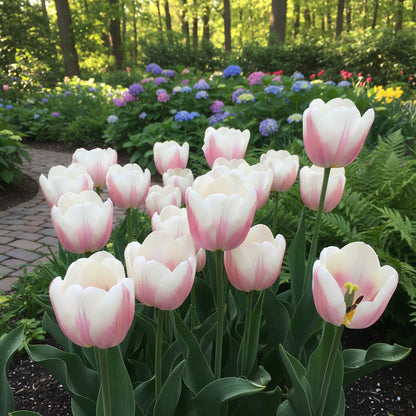 White and Pink Tulip Flower Seeds for Vibrant Spring Planting