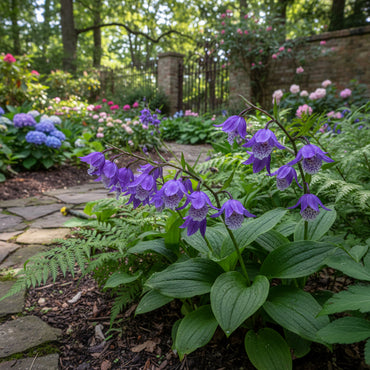 Violet Bell Orchid Flower Seeds for Planting
