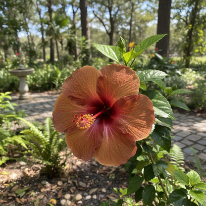 Brown Hibiscus Seed Pack - Premium Quality Seeds for Beautiful Blooms