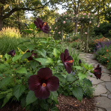 Semillas de Hibisco Granate Negro para Impresionantes Exhibiciones Florales en Tu Jardín