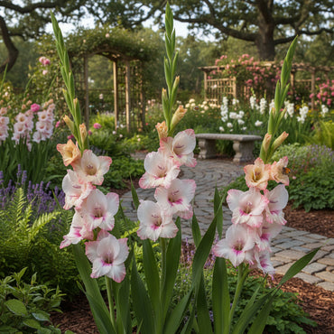 White Pink Gladiolus Planting Seeds: Grow Elegant Blooms in Your Garden