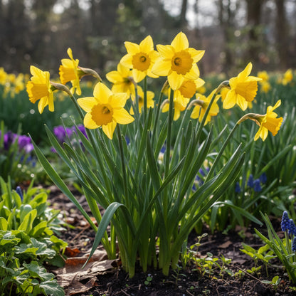 Yellow Daffodil Planting Seeds for Vibrant Gardening