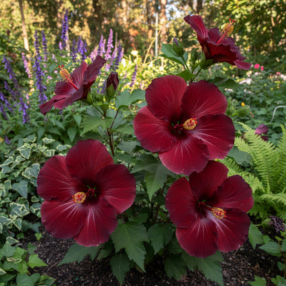 Red Black Hibiscus Seeds for Exotic Garden Flowers - Ideal for Indoor and Outdoor Planting