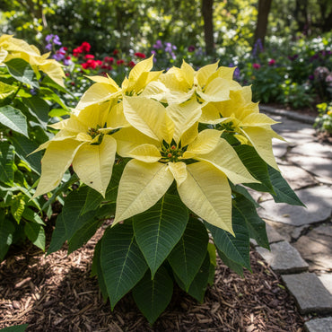 Yellow Poinsettia Planting Seeds