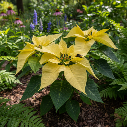 Yellow Poinsettia Planting Seeds