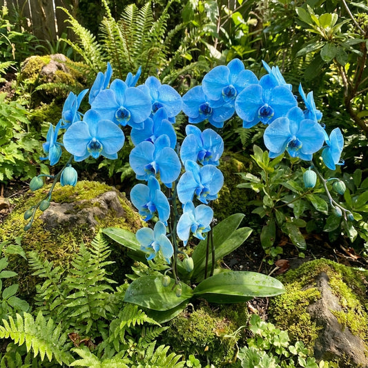 Sky Blue Phalaenopsis Orchid Flower Seeds for Vibrant Indoor Blooms