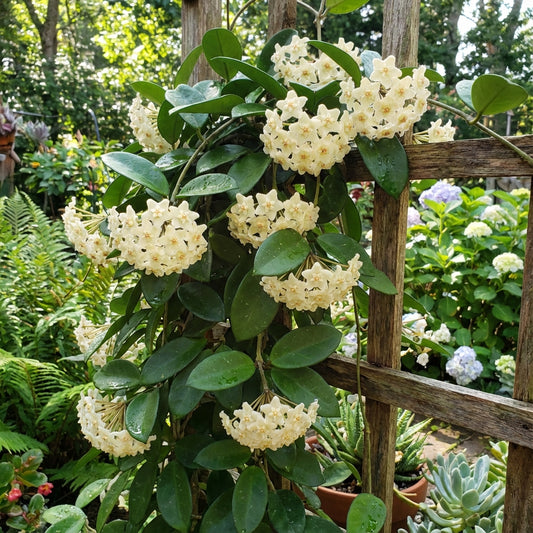 Cream Hoya Planting Seeds for Vibrant Growth