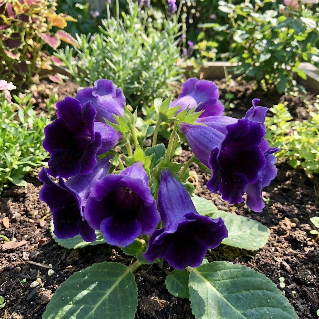 Dark Purple Blue Gloxinia Seeds for Planting