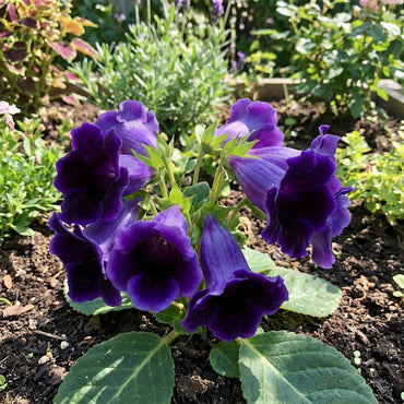 Dark Purple Blue Gloxinia Seeds for Planting